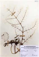 藏品(栗蕨)的圖片